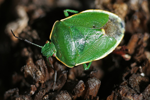 Big Green Beetle