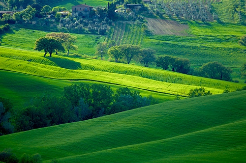 Tuscany Hills