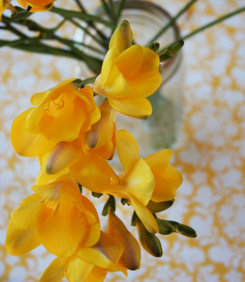 Freesias