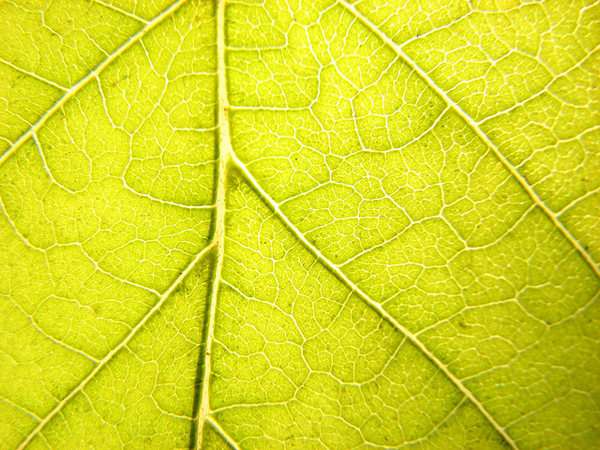 Close up of leaf veins