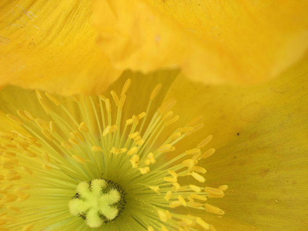 A close up of poppies