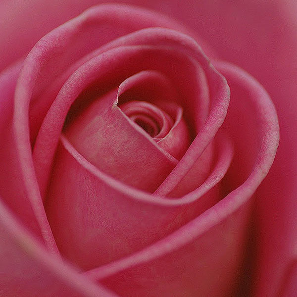 Close up of pink rose