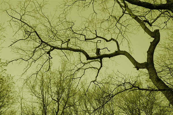 Bare tree and sky