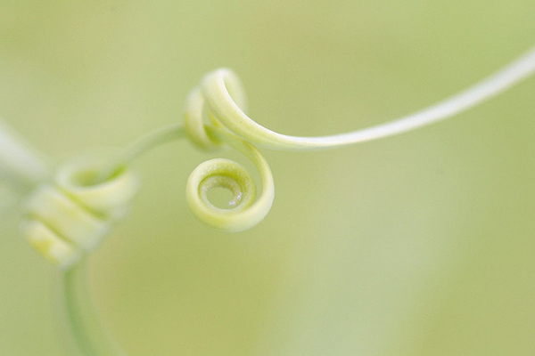 Small vine curled