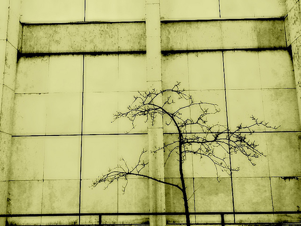 Concrete wall with bare tree in front