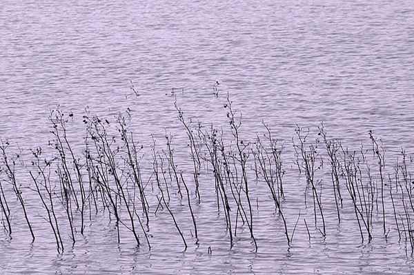 Plants emerging out of water