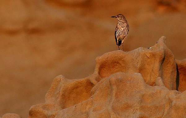 Smal bird on a rock