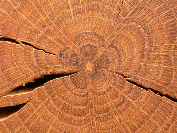 Cross section of tree trunk