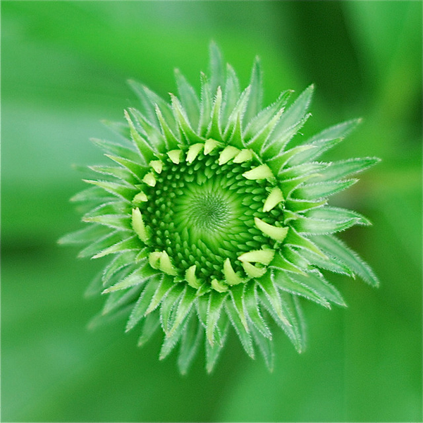 top view of a coneflower before blooming