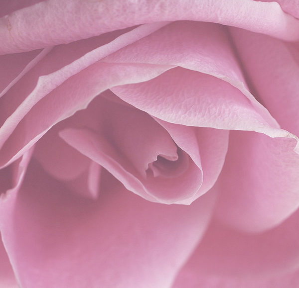 Close up of a pink rose