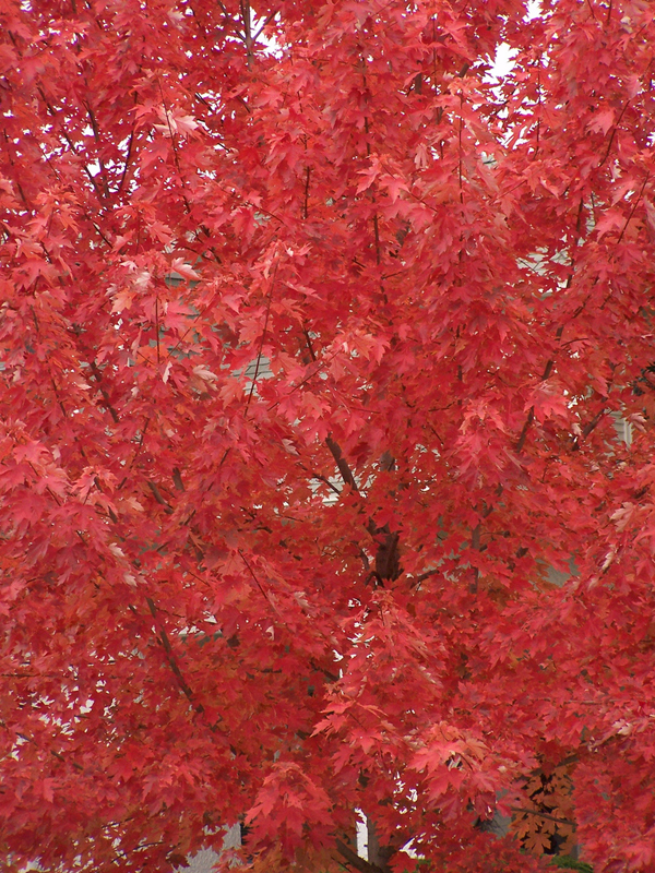 Tree with red coloured leaves