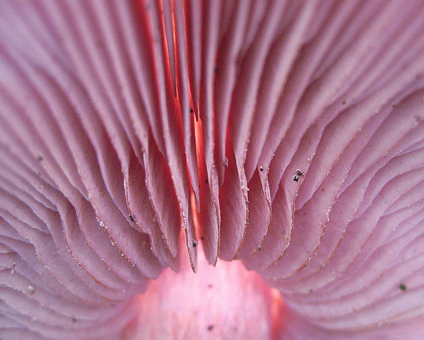 Underside of wild mushroom