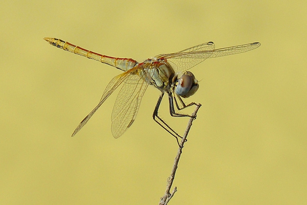 Close up view of a dragonfly