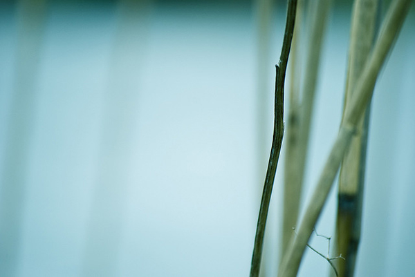 Close up of beach side plant