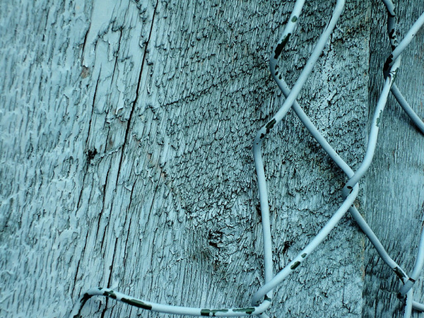 Tree bark and rusting mesh in blue hur