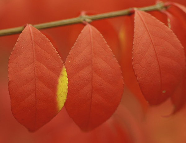 Close up of orange autumn leaves