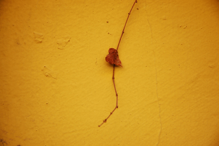 Red vine on a yellow wall