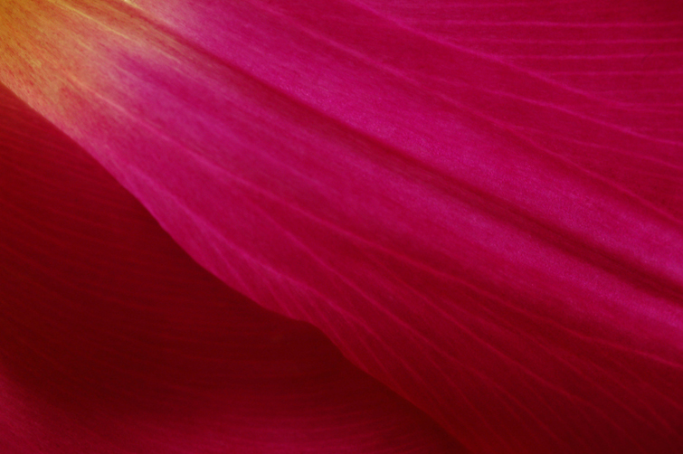 close up of a tulip petal