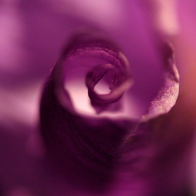 Extreme close up of a flower petal