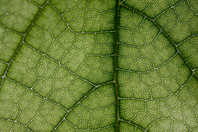 Extreme close up of the veins of a leaf