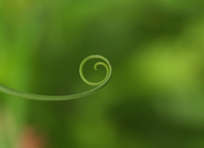 Close up of a curled leaf