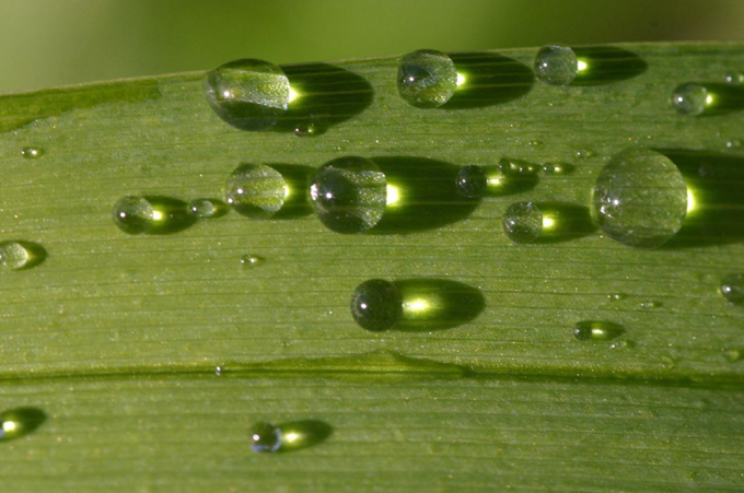 Close up of rain drops on a leaf