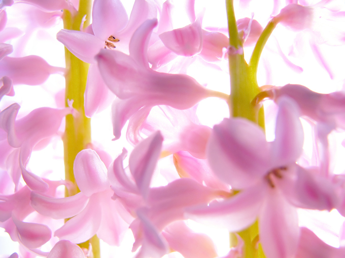 Close up of flower blossoms