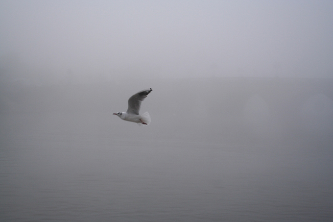 Bird in flight