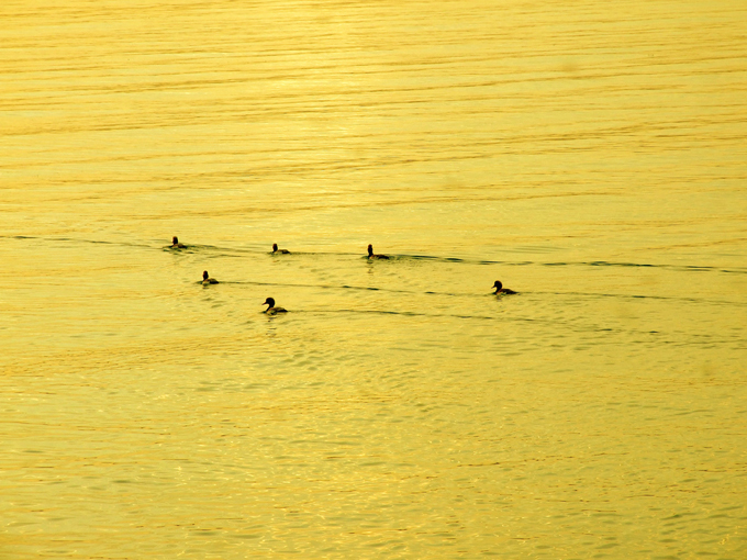 Ducks on water at sunset