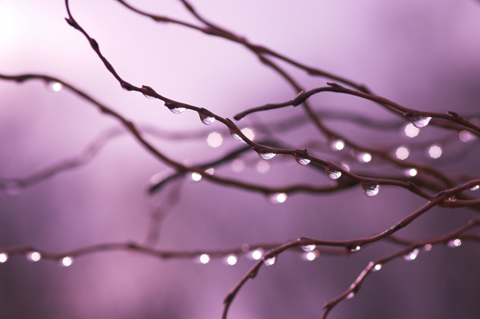 Dew drops on branches