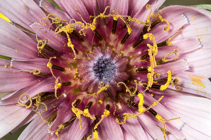 Close up of flower centre