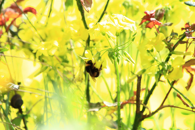 Close up of a bee on a flower