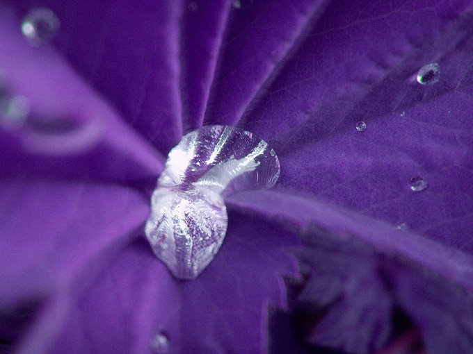 Water droplet on a flower