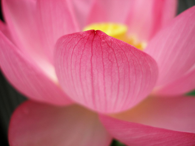 Close up of lotus petals