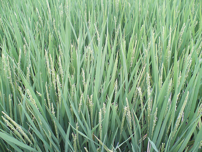 Rice field flowers