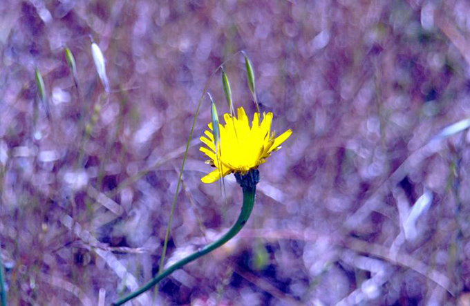 Yellow flower