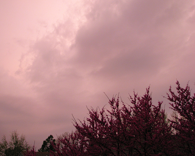 Pink sky and trees