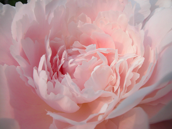 Close up of peony rose