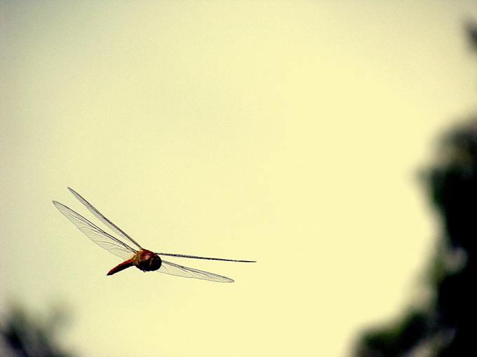 Dragonfly in flight