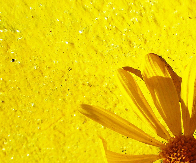 yellow flower on a a yellow wall