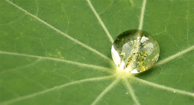 Close up of a large water droplet on a leaf