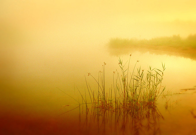 Golden pond