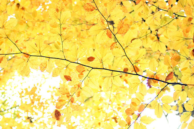 View of autumn leave on a tree