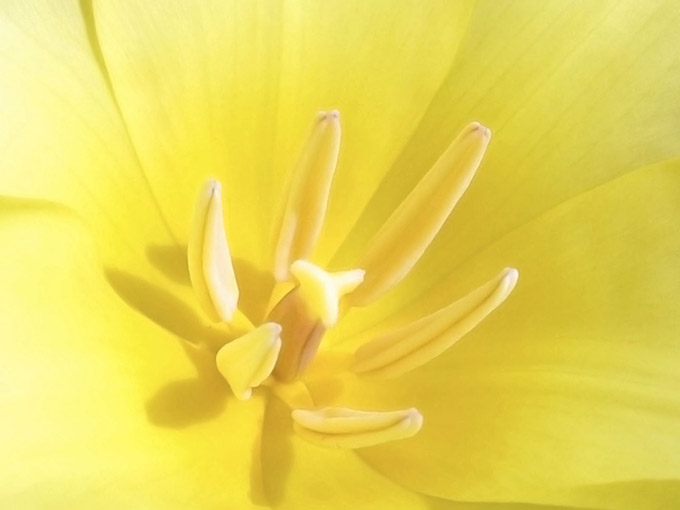 Close up of a yellow flower