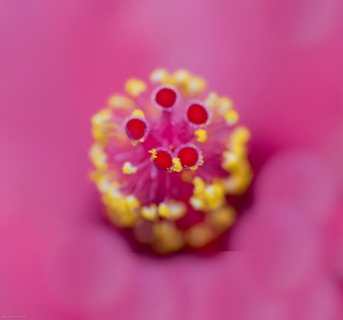 Extreme closeup of the centre of a hibiscus flower