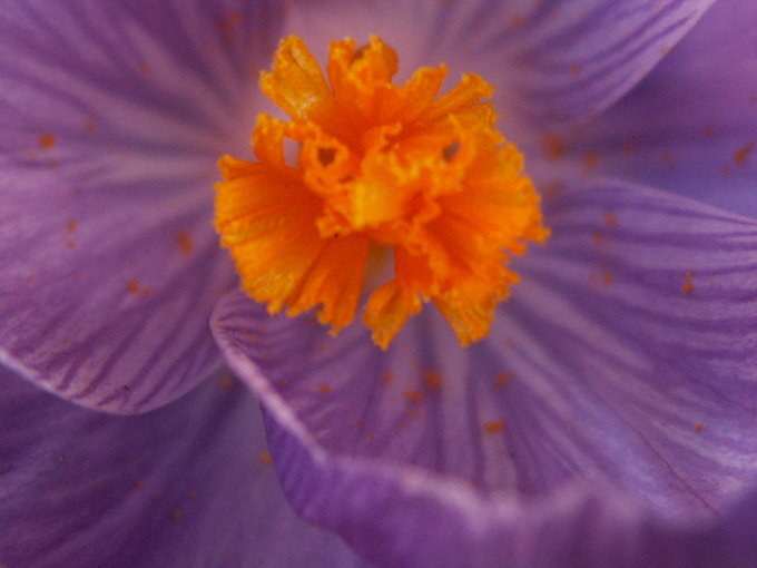 Close up of a purple flower with an orange centre