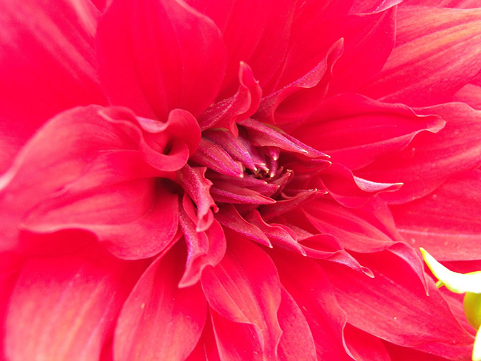 Close up of a bright red/pink flower