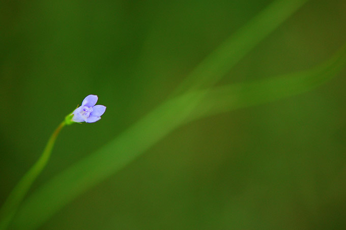 Single purple flower on a blurred green background