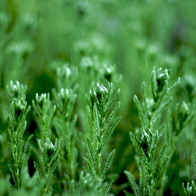 Close up of green plants