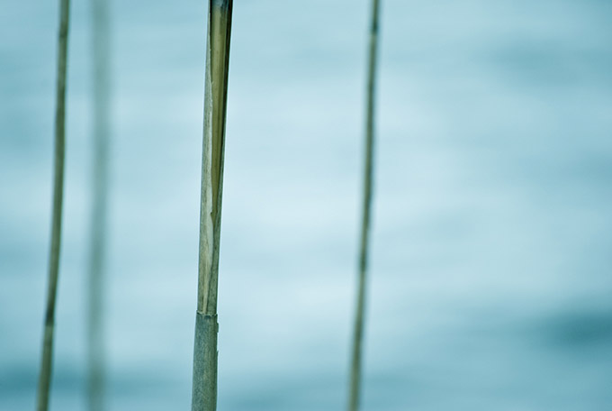 Close up of a reed in water